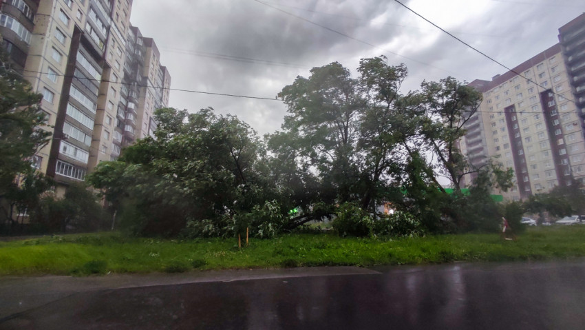 Последствия грозы во дворе: упавшее дерево между дорогой и многоэтажками